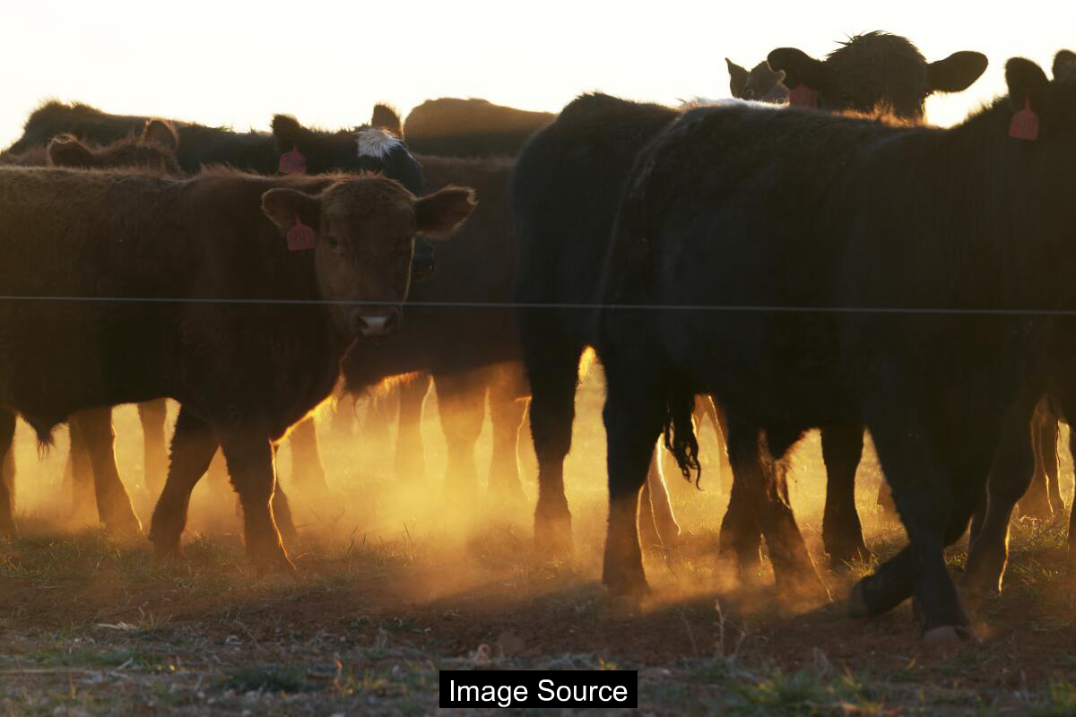 steaks_0